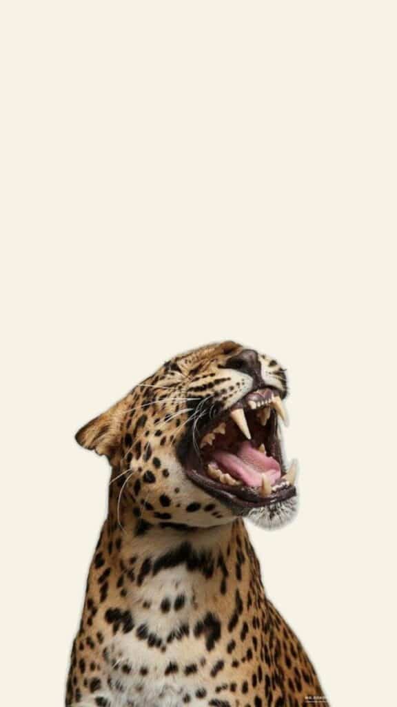 Yawning leopard with open mouth, showing sharp teeth. Ideal for wildlife and predator themes.