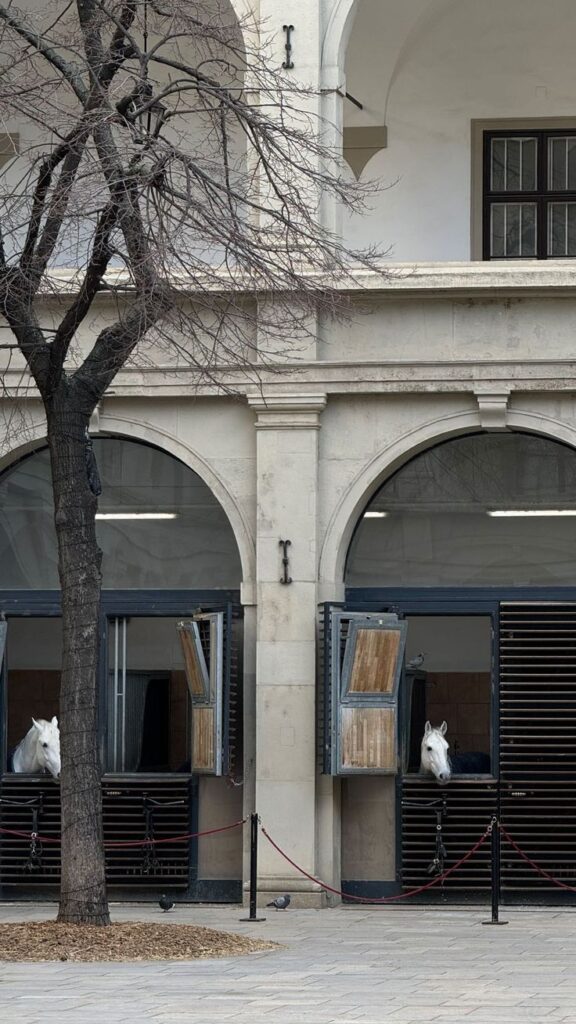 White horses peeking from stable windows in a historic building, with bare tree and arches in the foreground.