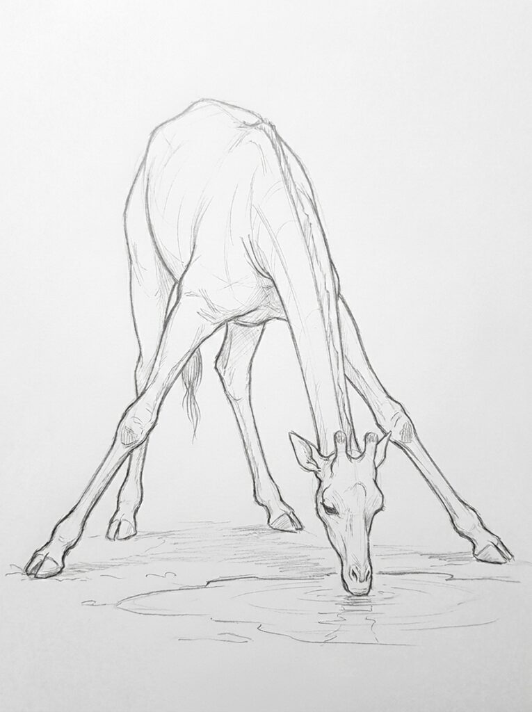 Pencil sketch of a giraffe bending its legs to drink from a waterhole — detailed wildlife illustration