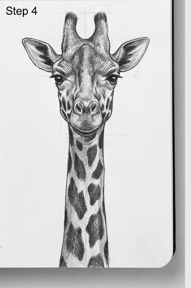 Black-and-white realistic pencil sketch of a giraffe head and neck from front, detailed markings, tutorial Step 4.