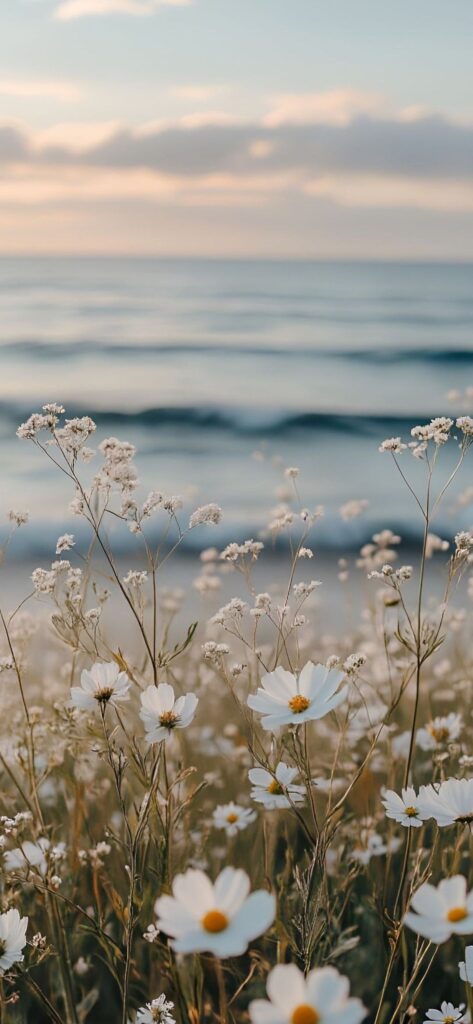 Seaside wild white daisies and beach wildflowers in foreground, soft-focus ocean waves and pastel sunset sky