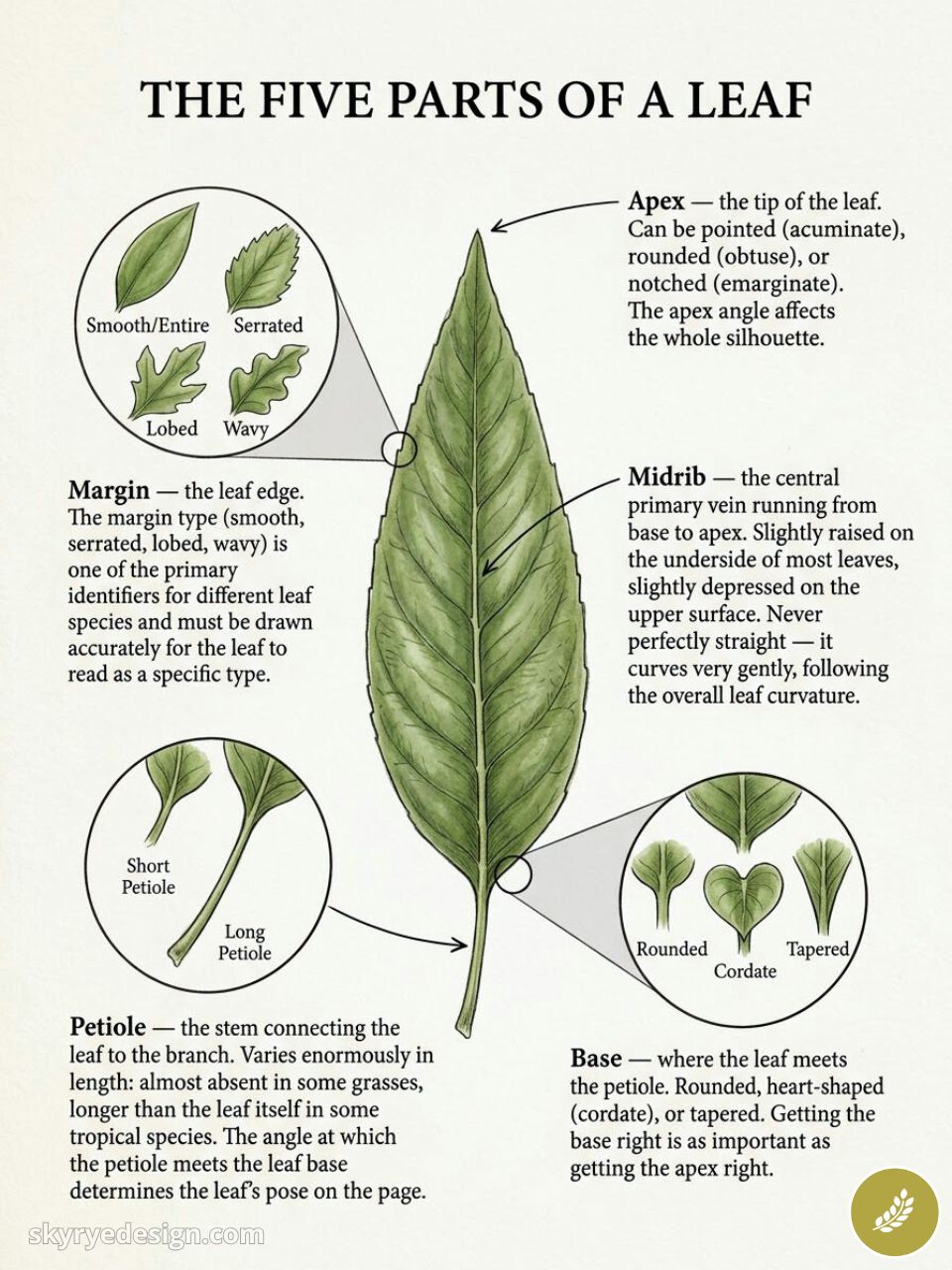 Infographic of leaf anatomy showing five parts: apex, midrib, margin, petiole, base, with labeled diagrams.