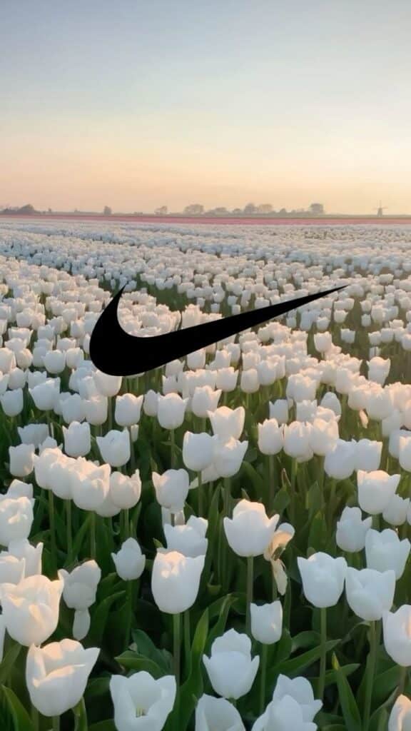 sfvewds Field of white tulips at sunset with a swoosh logo overlay. | Sky Rye Design Field of white tulips at sunset with a swoosh logo overlay.