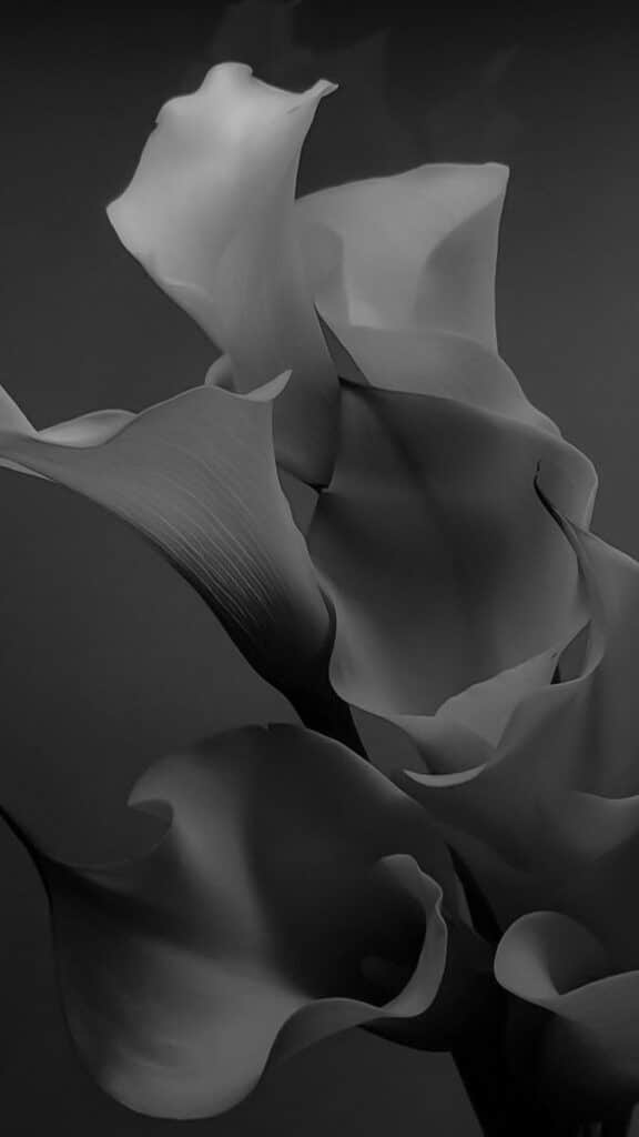 _ Black and white image of elegant calla lilies with graceful curves and intricate petal details. | Sky Rye Design Black and white image of elegant calla lilies with graceful curves and intricate petal details.