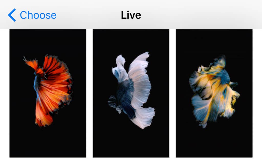 Three vibrant betta fish with flowing fins against a black background, showcasing orange, blue, and yellow hues.