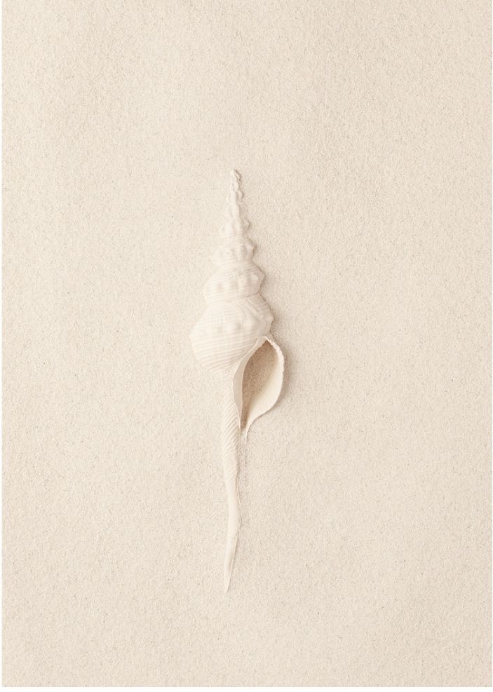 White spiral seashell on soft sandy background, showcasing natural beauty and intricate design.