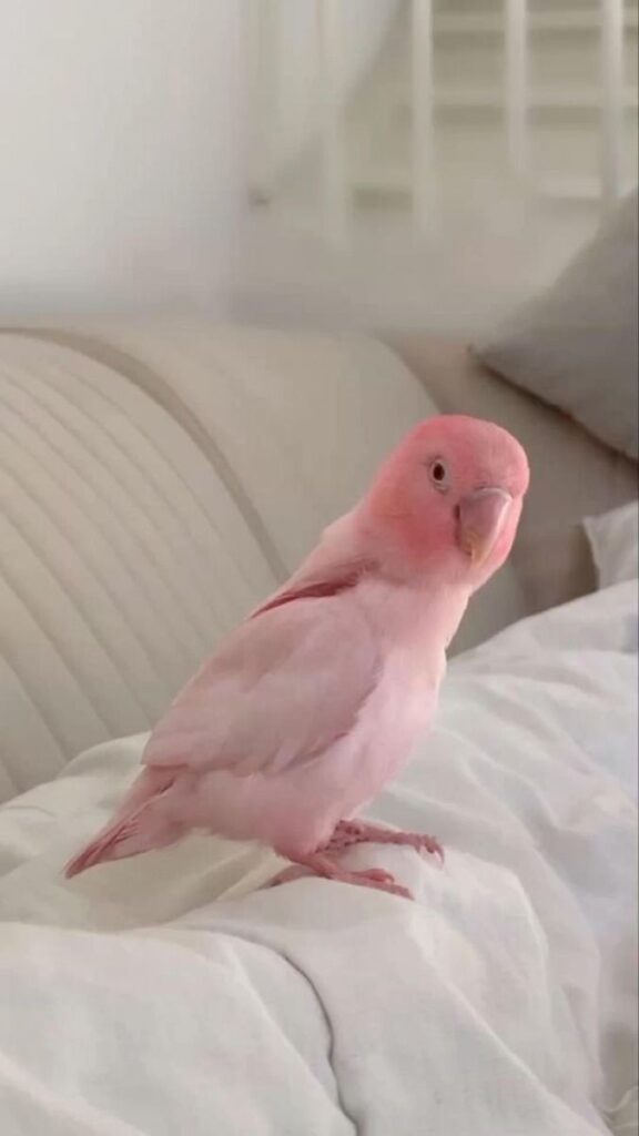 Pink parrot standing on a white bed, set against a soft, neutral background for a cozy and serene atmosphere.