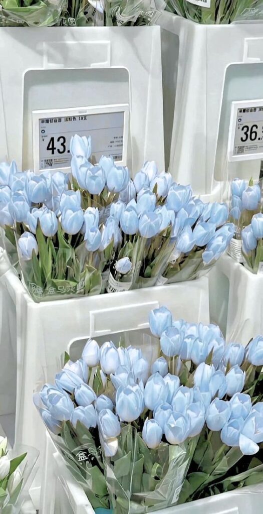 Bouquets of pale blue tulips displayed in a store, labeled with price tags, evoking a serene floral arrangement.