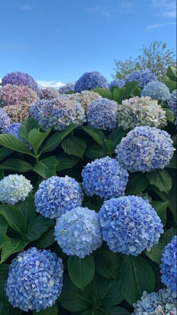 Vibrant blue and purple hydrangeas in full bloom under a clear blue sky, surrounded by lush green leaves.