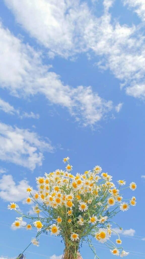Bouquet of daisies against a bright blue sky and fluffy white clouds.