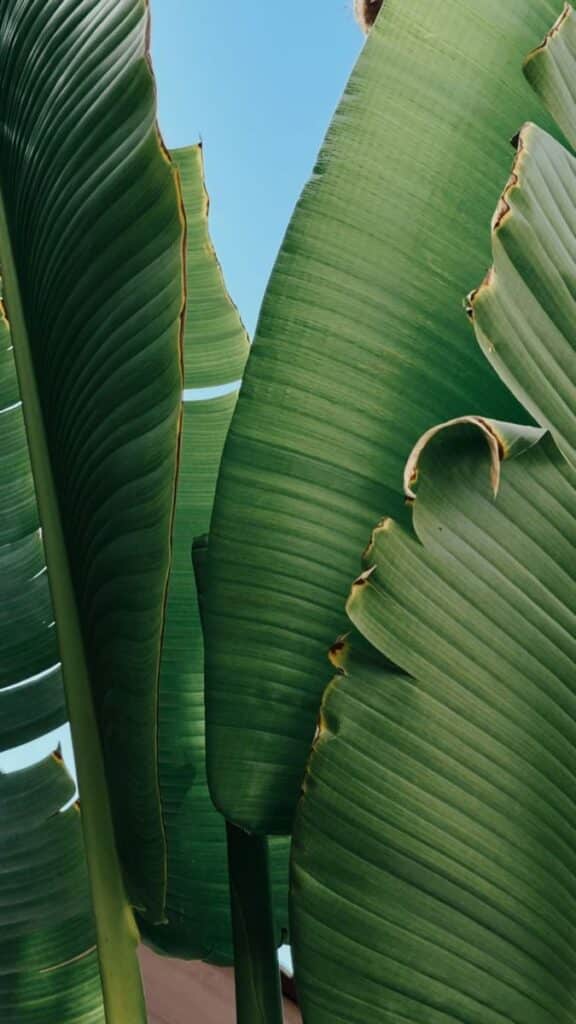 Close-up of vibrant banana leaves against a clear blue sky, showcasing their lush green texture and natural beauty.