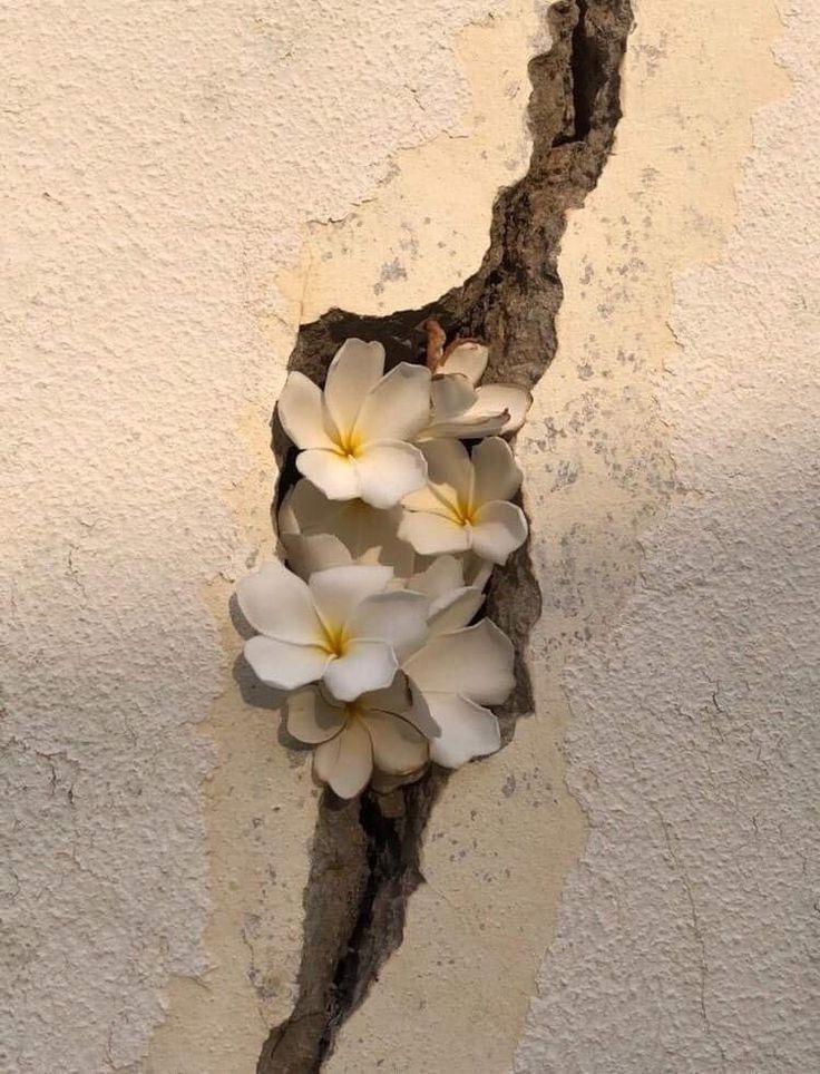 White flowers growing through a crack in a textured wall, symbolizing resilience and nature's beauty.