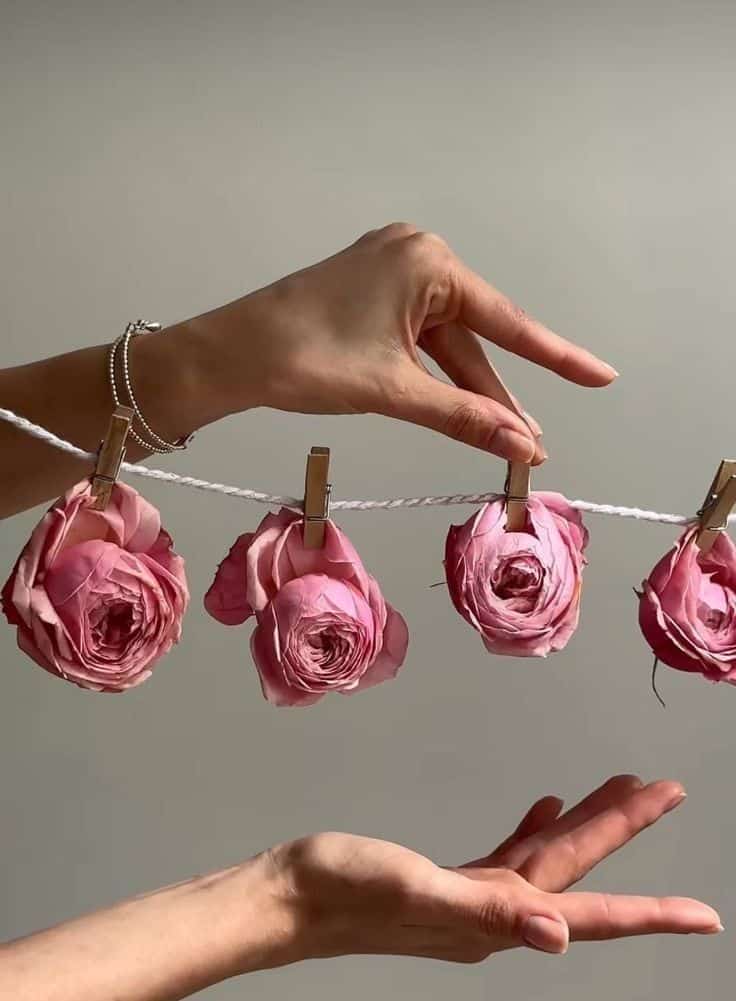 Pink roses hanging on a string with clothespins, graceful hands adjusting the display, against a neutral background.