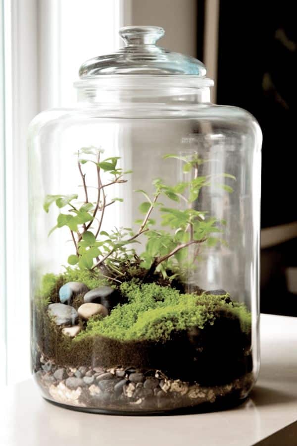 Glass terrarium jar with green plants, moss, and stones, placed on a white surface near a window.