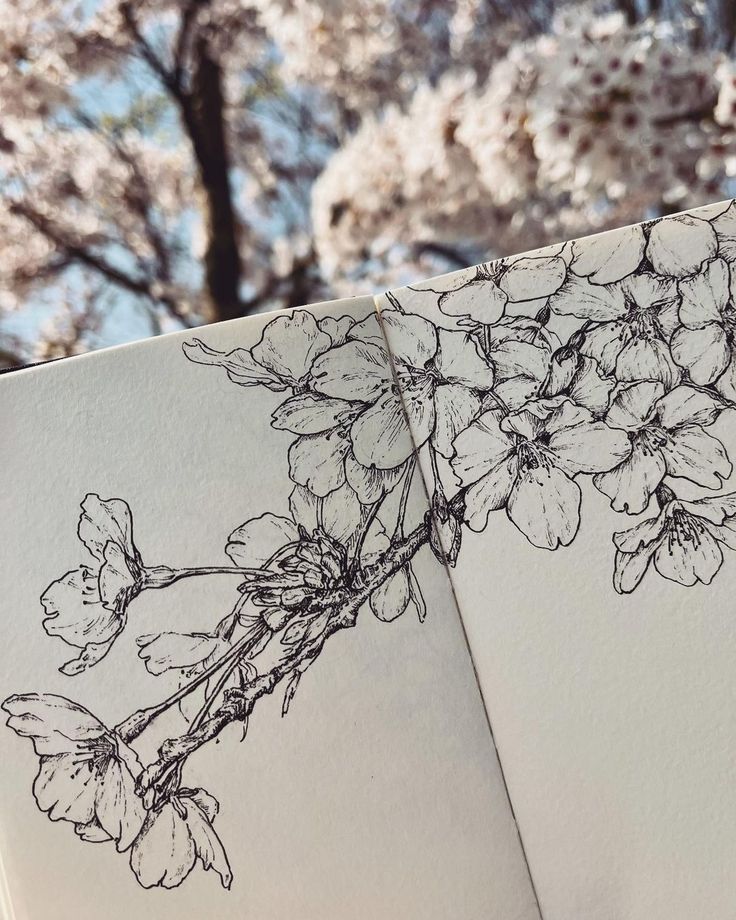Sketch of cherry blossoms on a notebook with blurred cherry trees in the background.