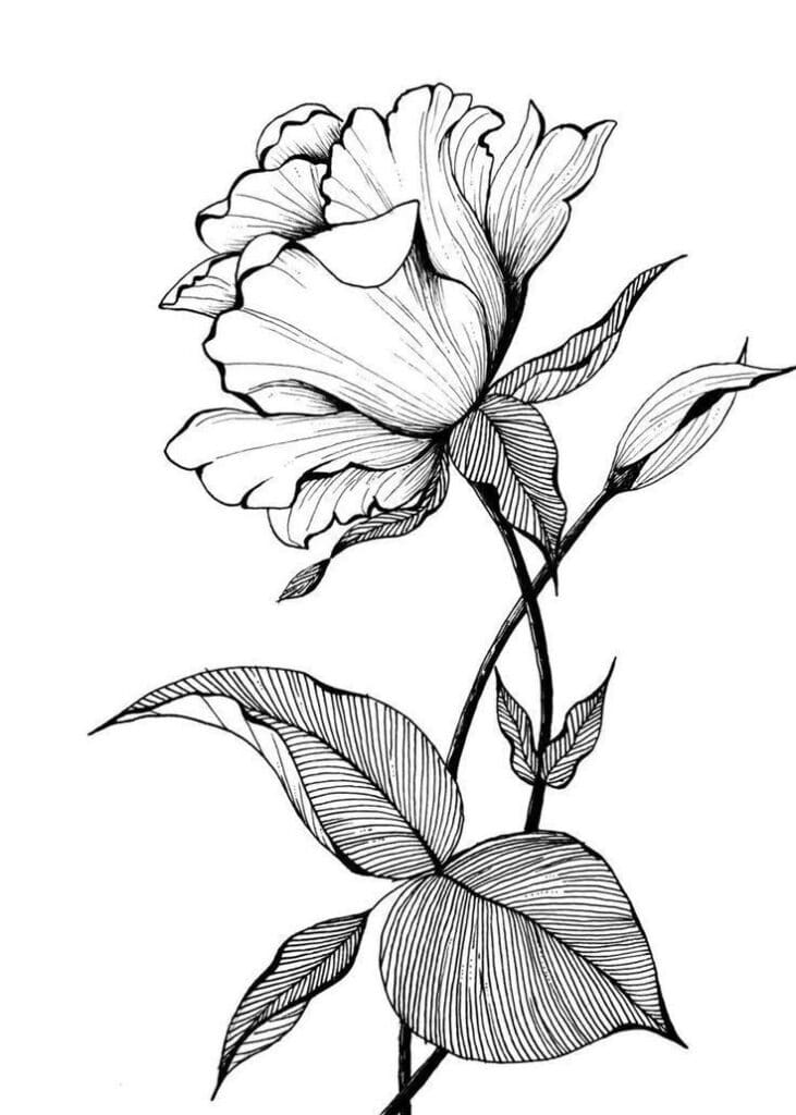 Detailed black and white line drawing of a blooming flower with leaves and a bud.