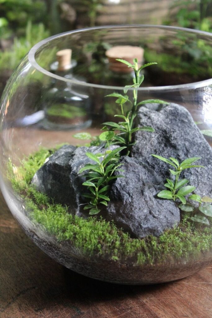 Glass terrarium with lush green plants and rocks, creating a mini indoor garden on a wooden table.