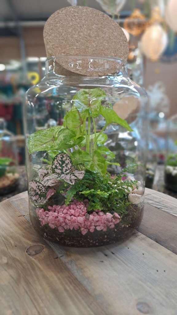 Glass jar terrarium with vibrant green plants and pink pebbles on a wooden table, creating a mini indoor garden.