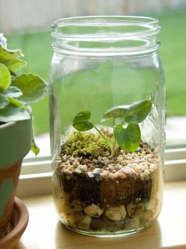 Terrarium in a jar featuring green plants and pebbles, placed by a sunny window for optimal growth.