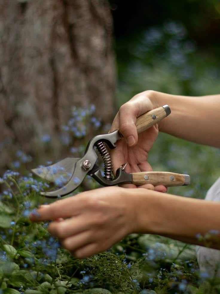Gardener using pruning shears to trim plants, close-up on hands and tools in a lush green garden setting.