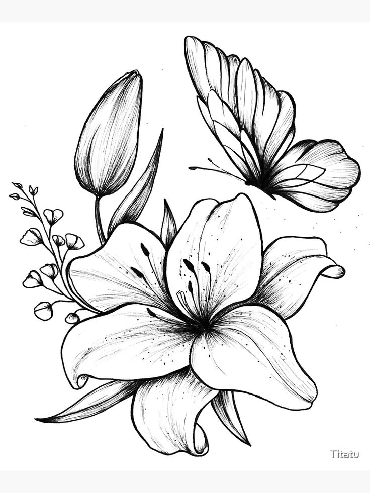 _Butterfly on Lily flower drawing_ Poster for Sale | Sky Rye Design