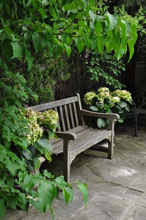Wooden bench in a lush garden with blooming hydrangeas, surrounded by green foliage. Tranquil outdoor setting.