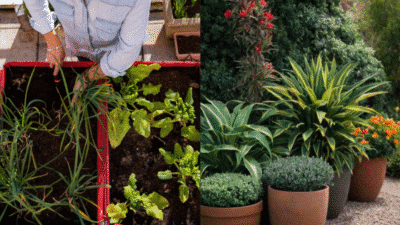 Side-by-side of a person gardening and potted plants, showcasing home gardening and landscaping.