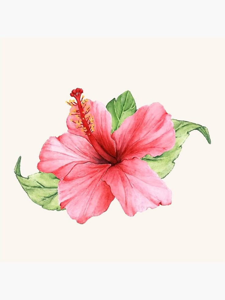 Watercolor illustration of a pink hibiscus flower with green leaves on a light background.