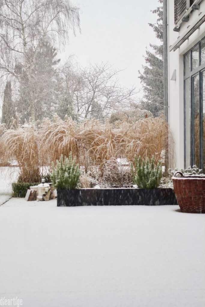 Snow-covered garden with tall grasses and plants next to a modern house.