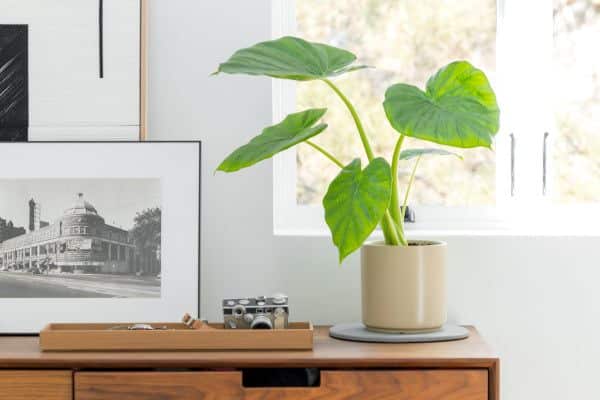 Potted plant on a wooden sideboard with a framed photo and vintage camera by a window. Minimalist interior decor.