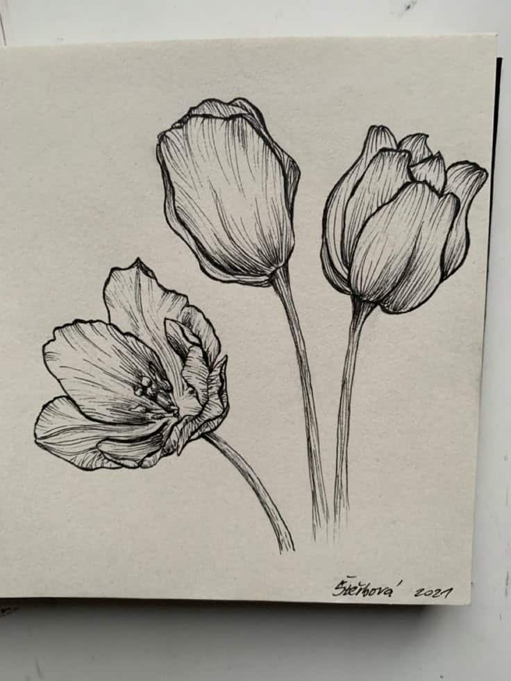 Ink drawing of three tulips on white paper, signed Štenková 2021 at the bottom.