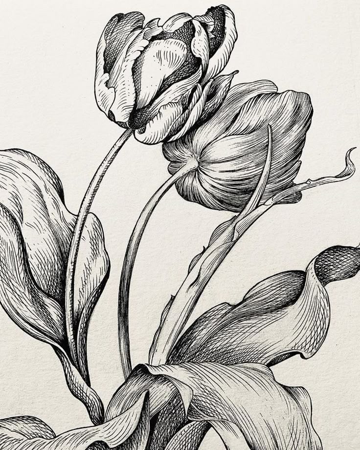 Elegant pen drawing of two tulips with detailed textures and leaves on a white background.