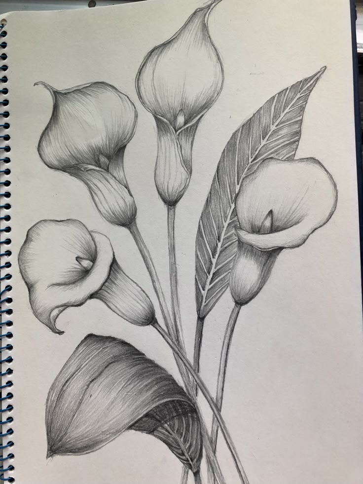 Drawing of elegant calla lilies with detailed pencil shading and leaves in a spiral notebook.