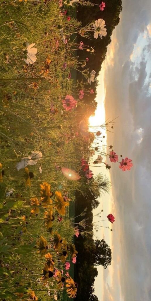Wildflowers in a field at sunset, with vibrant colors and a glowing sky enhancing the tranquil scene.
