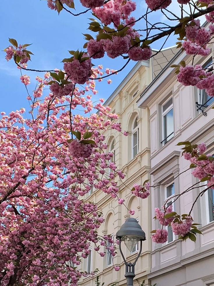 Pink cherry blossoms in full bloom by classic European architecture under a clear blue sky.