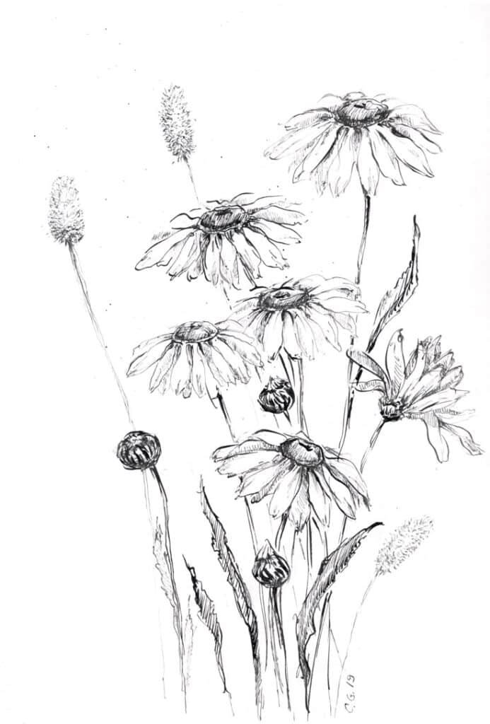 Sketched wildflowers and leaves in black ink on a white background, showcasing detailed botanical artistry.