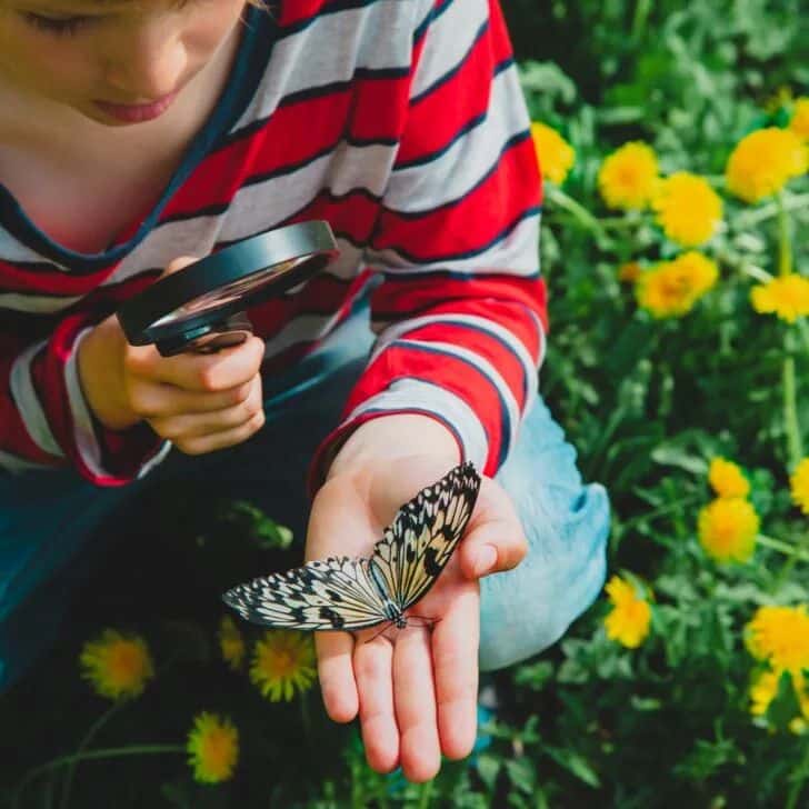 Child examining butterfly with magnifying glass in a field with dandelions.