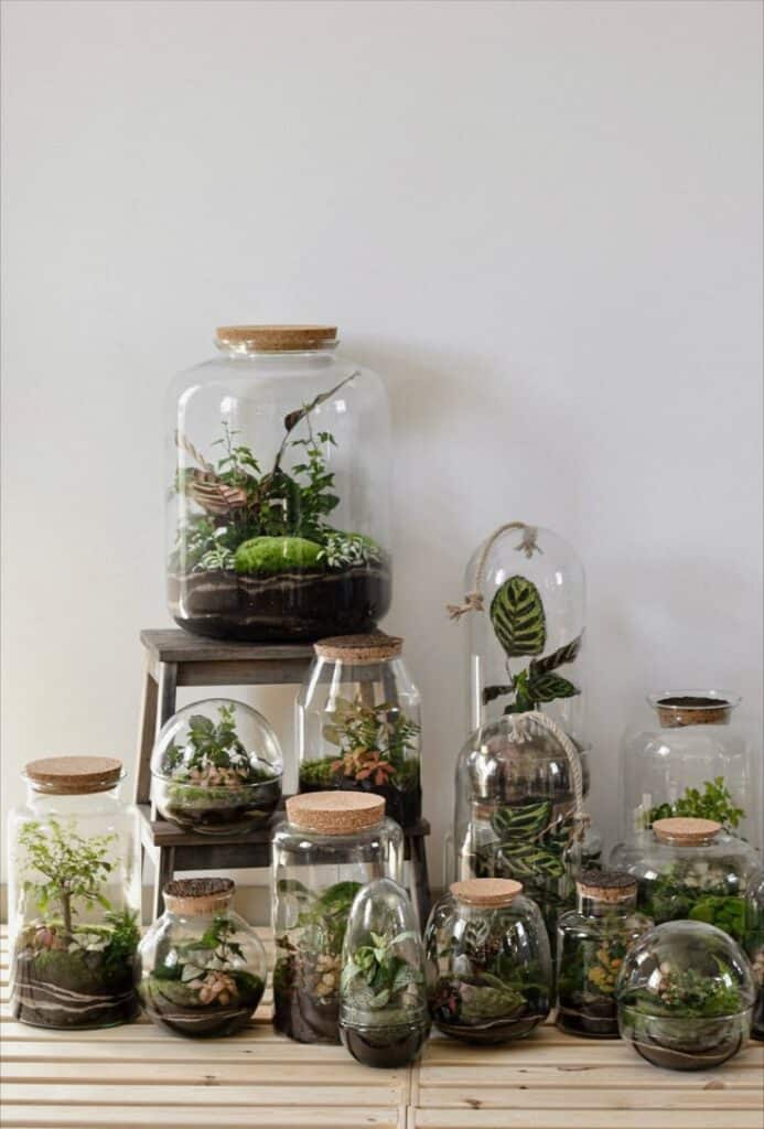 Collection of diverse terrariums with lush plants in glass jars, arranged on a wooden surface. Perfect for home decor.
