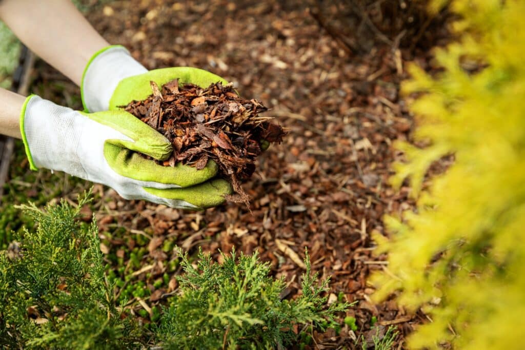 Gardener wearing gloves holding wood mulch, preparing for landscaping with green plants in a garden bed.