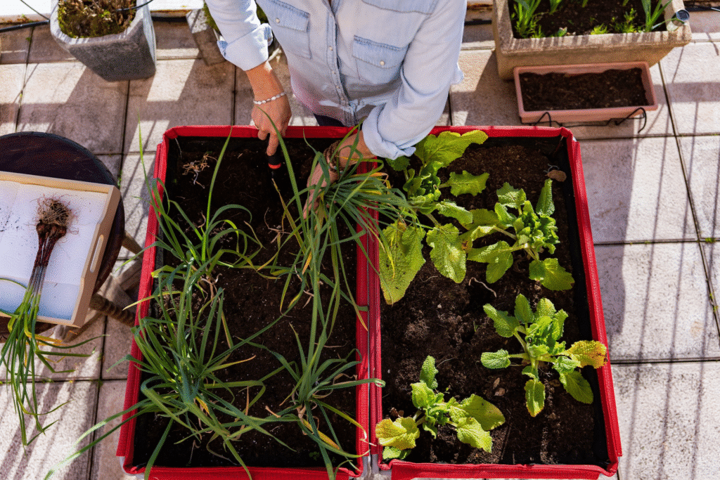 image Person tending to urban garden with leafy greens and onions in containers on a patio. | Sky Rye Design Person tending to urban garden with leafy greens and onions in containers on a patio.