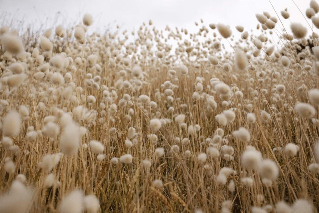 image1 | Sky Rye Design