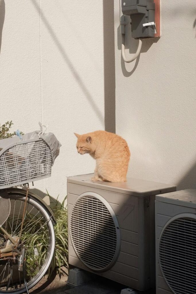 image1 Orange cat sitting on an outdoor air conditioning unit near a bicycle against a sunny wall. | Sky Rye Design Orange cat sitting on an outdoor air conditioning unit near a bicycle against a sunny wall.