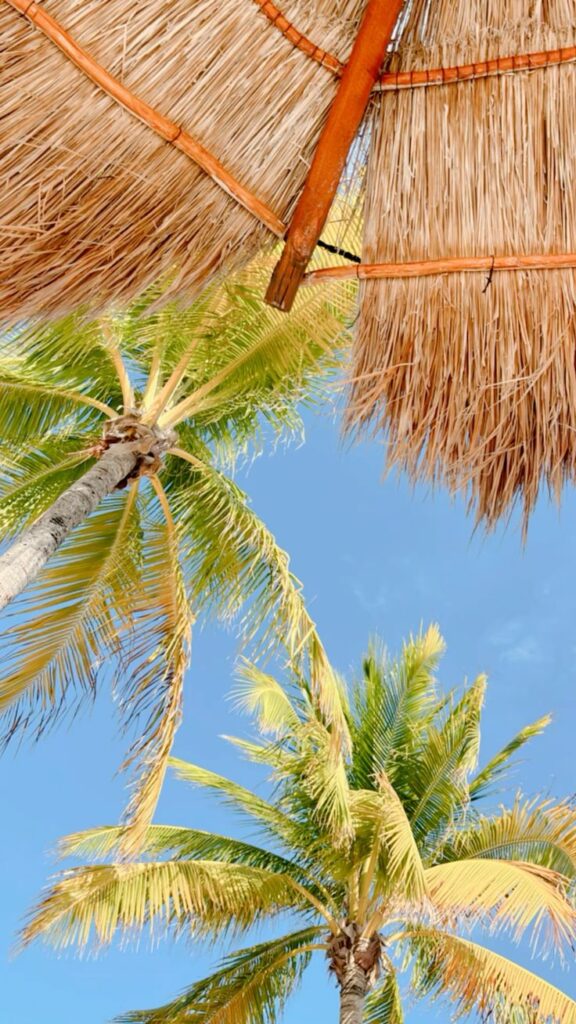palm tree wallpaper 🌴✨ _ rhiemma View of tropical palm trees and a thatched roof against a clear blue sky. Perfect summer vacation scene. | Sky Rye Design View of tropical palm trees and a thatched roof against a clear blue sky. Perfect summer vacation scene.