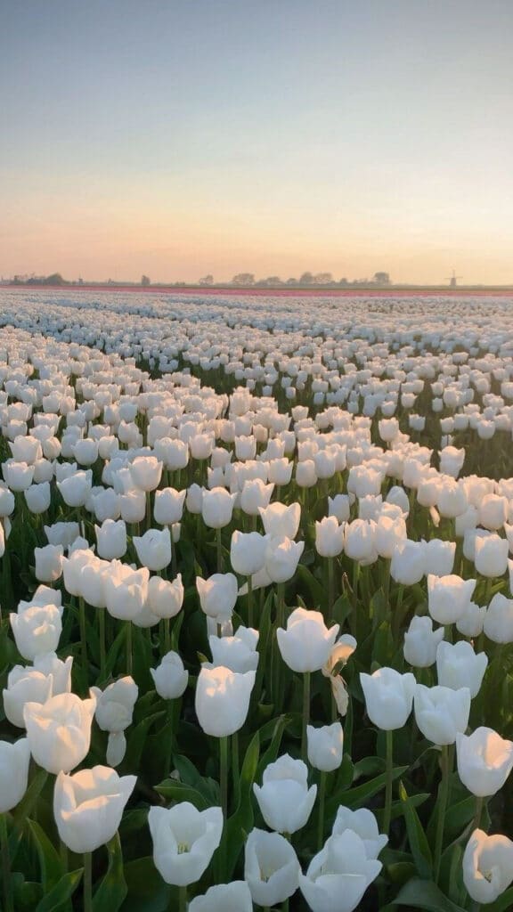 White tulip field at sunrise, showcasing rows of blooming flowers under a clear sky, with trees in the distance.