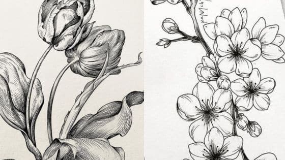sketches of flowers Black and white sketches of a tulip and cherry blossoms, showcasing intricate floral line art. | Sky Rye Design Black and white sketches of a tulip and cherry blossoms, showcasing intricate floral line art.
