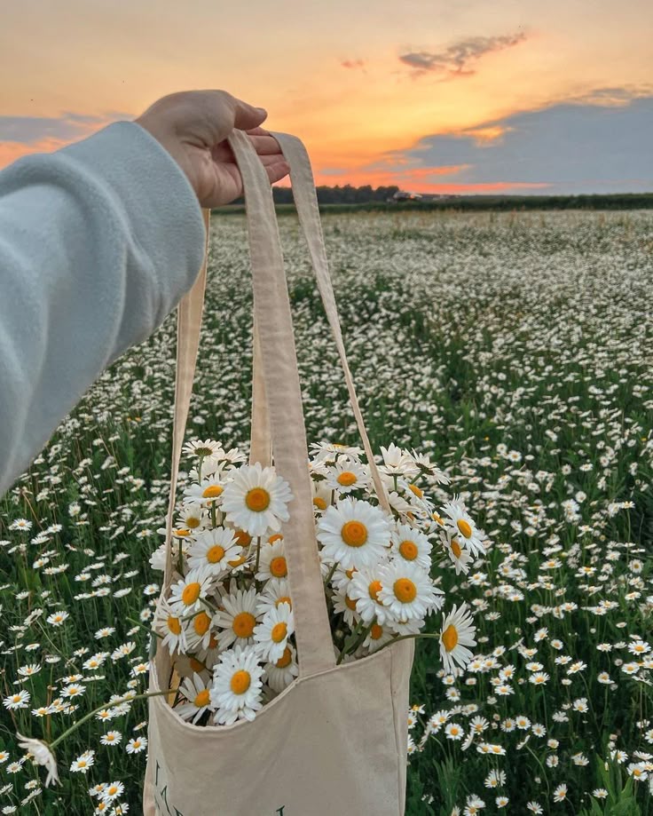 Hand holding canvas bag filled with daisies in a field during sunset.