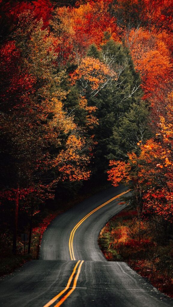 Winding road through vibrant autumn forest, lined with red and orange foliage.