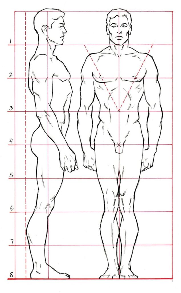 Anatomy drawing of a male figure in side and front view, outlined with proportional grid lines.