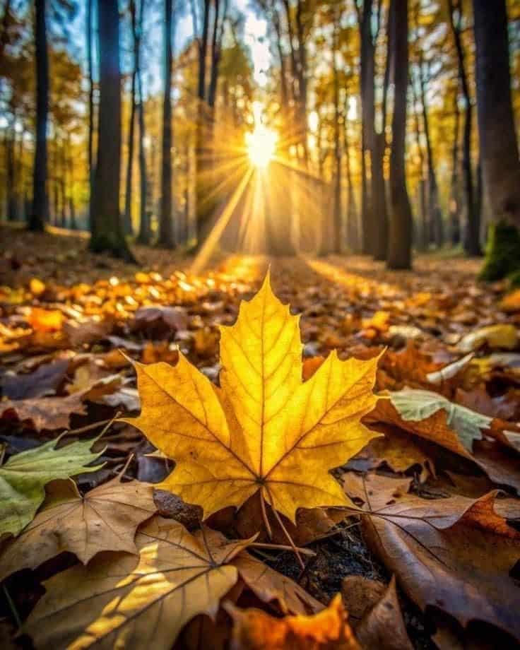 Golden autumn leaf on forest floor with sunbeam shining through trees.