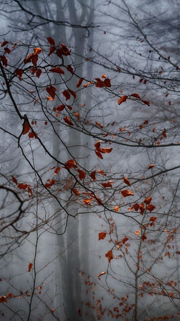 Foggy forest with bare branches and orange autumn leaves creating a serene, misty atmosphere.